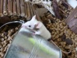 Freißeit 2011 187.jpg