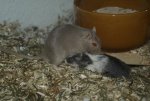 DSC04199.jpg