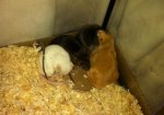 Maus kuscheln.jpg