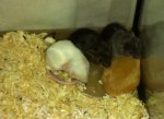 Maus kuscheln2.jpg