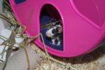 mr.maus3.jpg
