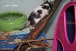 mr.maus4.jpg