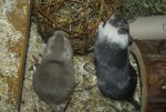 DSC04253.jpg