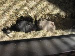 IMG_0559.jpg