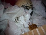 Pascha-suchbild.jpg