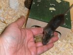 Maus13.jpg