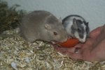 DSC04335.jpg