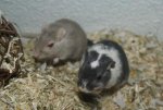 DSC04389.jpg