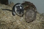 DSC04396.jpg