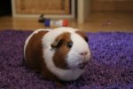 Kiwi (2).jpg