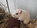 peanut.jpg