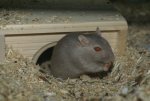 DSC04466.jpg