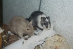 DSC04498.jpg