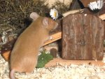 Gänseblümchen.jpg