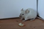 Idefix 2.jpg