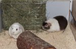 Meerschweine2010 002.jpg