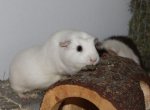 Meerschweine2010 018.jpg