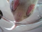 Foto0782.jpg