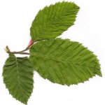 Scannen0002.jpg