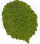 Scannen0006.jpg