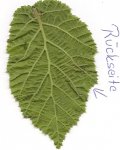 Scannen0007.jpg