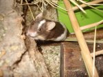 DSC00775.jpg