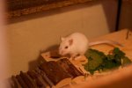 mini_20110423_0237.jpg