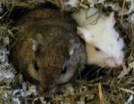 Nest.JPG
