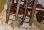 5 - Pumuckl.jpg