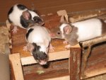 Meerschwein 021.jpg