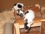Meerschwein 020.jpg