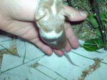 DSC02239.jpg