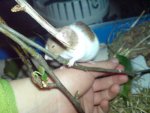 DSC02246.jpg