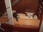 mouse 007.jpg