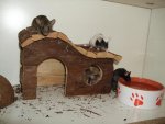 mouse 016.jpg