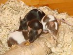 DSC00423.jpg