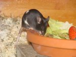 DSC00469.jpg
