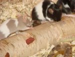 DSC00421.jpg