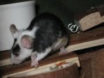 IMG_1447 - Kopie.JPG
