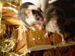 DSC03162 - Kopie.JPG