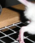 Maus4.jpg