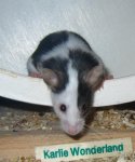 squez.jpg