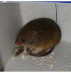 wildmaus.jpg