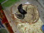 DSC00218.jpg