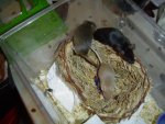 DSC00222.jpg