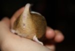 nochmal Maus 1.jpg