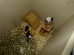 Böckchen1.jpg