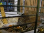 Maus o. Hamster2.jpg