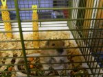 Maus o. Hamster3.jpg