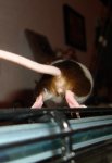 DSC06246 - Kopie.jpg